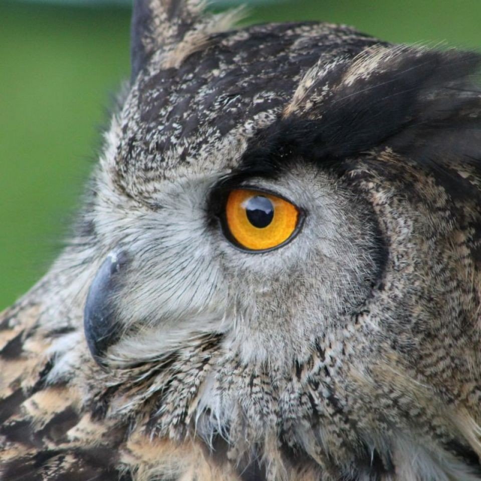 Eulen- und Tierpark De Paay